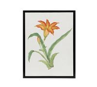Artery8 Orange Lily Flower Framed Canvas Wall Art Print Vintage Japan Botanical in Pink | Size: W12" x H16" Artery8 Pink W12" x H16"