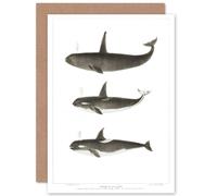 Artery8 Orca Killer Whales Greetings Card in Grey Artery8 Grey