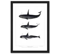 Artery8 Orca Killer Whales Nature Ocean Sea Life Artwork Framed Wall Art Print A4 in Black Artery8 Black