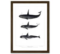 Artery8 Orca Killer Whales Nature Ocean Sea Life Artwork Framed Wall Art Print A4 in Brown Artery8 Brown
