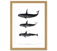 Artery8 Orca Killer Whales Nature Ocean Sea Life Artwork Framed Wall Art Print A4 in Light Oak Artery8 Light Oak