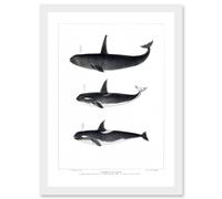 Artery8 Orca Killer Whales Nature Ocean Sea Life Artwork Framed Wall Art Print A4 in White Artery8 White
