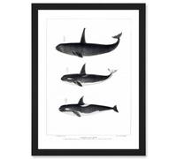 Artery8 Orca Killer Whales Nature Ocean Sea Life Wall Art Print - A4 Size