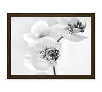 Artery8 Orchid Flower Black White A4 Artwork Framed Wall Art Print