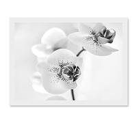 Artery8 Orchid Flower Black White A4 Artwork Framed Wall Art Print