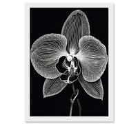Artery8 Orchid Flower Bloom Black and White Blind Contour Artwork Framed A3 Wall Art Print