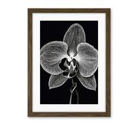 Artery8 Orchid Flower Bloom Black and White Blind Contour Artwork Framed Wall Art Print 18X24 Inch