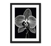 Artery8 Orchid Flower Bloom Black and White Blind Contour Artwork Framed Wall Art Print 18X24 Inch