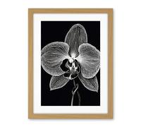 Artery8 Orchid Flower Bloom Black and White Blind Contour Artwork Framed Wall Art Print 18X24 Inch