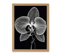 Artery8 Orchid Flower Bloom Black and White Blind Contour Artwork Framed Wall Art Print 18X24 Inch