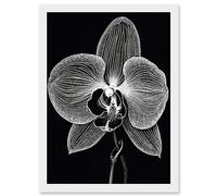 Artery8 Orchid Flower Bloom Black and White Blind Contour Artwork Framed Wall Art Print A4