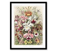 Artery8 Orchid Flower Colourful Varieties Haeckel Framed Wall Art Print | Size: W12" x H16" Artery8 Multicolor W12" x H16"