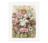 Artery8 Orchid Flower Colourful Varieties Haeckel Wall Art Print Poster | Size: W24" x H32" Artery8 Multicolor W24" x H32"