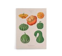 Artery8 Ornamental Gourds Kitchen Decor Ernst Benary Canvas Wall Art Print in White | Size: W24" x H32" Artery8 White W24" x H32"
