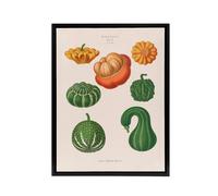 Artery8 Ornamental Gourds Kitchen Decor Ernst Benary Framed Canvas Wall Art in White | Size: W18" x H24" Artery8 White W18" x H24"