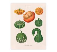 Artery8 Ornamental Gourds Kitchen Decor Ernst Benary Wall Art Print in White | Size: W24" x H32" Artery8 White W24" x H32"