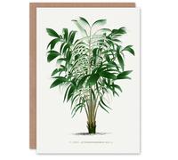 Artery8 Oswald de Kerchove Art Card Astrocaryum Murumuru Palm Tree in White Artery8 White
