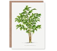 Artery8 Oswald de Kerchove Art Card Caryota Sobolifera Palm Tree in White Artery8 White