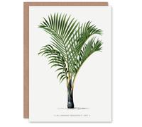 Artery8 Oswald de Kerchove Art Card Hyophorbe Verschaffelti Palm Tree in White Artery8 White