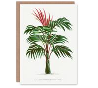 Artery8 Oswald de Kerchove Art Card Kentiopsis Macrocarpa Palm Tree in White Artery8 White