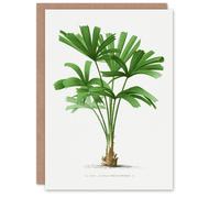 Artery8 Oswald de Kerchove Art Card Licuala Spinosa Palm Tree in White Artery8 White