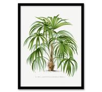 Artery8 Oswald de Kerchove Framed Wall Art Acathophiza Aculeata Palm Tree in White | Size: A3 Artery8 White A3