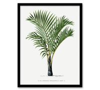 Artery8 Oswald de Kerchove Framed Wall Art Hyophorbe Verschaffelti Palm Tree in White | Size: A3 Artery8 White A3