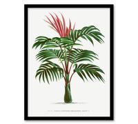Artery8 Oswald de Kerchove Framed Wall Art Kentiopsis Macrocarpa Palm Tree in White | Size: A4 Artery8 White A4