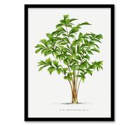 Artery8 Oswald de Kerchove Framed Wall Art Print Caryota Sobolifera Palm Tree in White | Size: A3 Artery8 White A3