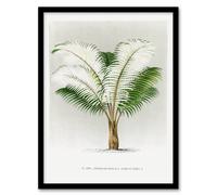 Artery8 Oswald de Kerchove Framed Wall Art Print Ceroxylon Anticola Palm Tree in White | Size: A4 Artery8 White A4