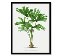 Artery8 Oswald De Kerchove Framed Wall Art Print Licuala Spinosa Palm Tree - A4 Size