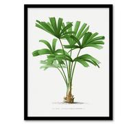 Artery8 Oswald de Kerchove Framed Wall Art Print Licuala Spinosa Palm Tree in White | Size: A4 Artery8 White A4