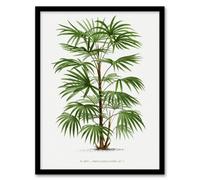 Artery8 Oswald De Kerchove Framed Wall Art Rhapis Flabelliformis Palm Tree - A3 Size