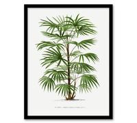 Artery8 Oswald de Kerchove Framed Wall Art Rhapis Flabelliformis Palm Tree in White | Size: A3 Artery8 White A3
