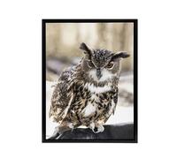 Artery8 Owl perched on a rock Carol M Highsmith Framed Canvas Wall Art Print | Size: W18" x H24" Artery8 Multicolor W18" x H24"