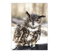 Artery8 Owl Perched On A Rock Carol M Highsmith Wall Art Poster Print 12X16"