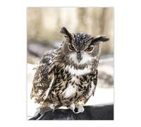 Artery8 Owl perched on a rock Carol M Highsmith Wall Art Poster Print | Size: W24" x H32" Artery8 Multicolor W24" x H32"