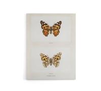Artery8 Painted Lady Butterfly Vintage Artwork Denton Canvas Wall Art Print in White | Size: W12" x H16" Artery8 White W12" x H16"