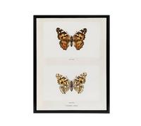 Artery8 Painted Lady Butterfly Vintage Artwork Denton Framed Canvas Wall Art in White | Size: W12" x H16" Artery8 White W12" x H16"