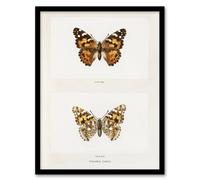 Artery8 Painted Lady Butterfly Vintage Artwork Denton Framed Wall Art Print in White | Size: A4 Artery8 White A4