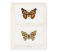 Artery8 Painted Lady Butterfly Vintage Artwork Denton Wall Art Poster Print in White | Size: W18" x H24" Artery8 White W18" x H24"
