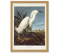 Artery8 Painting Bird Audubon Snowy Heron Egret Artwork Framed Wall Art Print A4