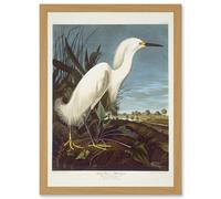 Artery8 Painting Bird Audubon Snowy Heron Egret Artwork Framed Wall Art Print A4