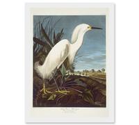 Artery8 Painting Bird Audubon Snowy Heron Egret Artwork Framed Wall Art Print A4