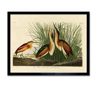 Artery8 Painting Book Page Birds America Audubon Bittern Framed Wall Art Print