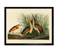 Wee Blue Coo Painting Book Page Birds America Audubon Bittern Art Print Framed Poster Wall Decor 12X16 Inch