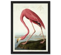 Painting Nature Audubon American Flamingo A4 Artwork Framed Wall Art Print Artery8 Black One Size