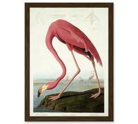 Painting Nature Audubon American Flamingo A4 Artwork Framed Wall Art Print Artery8 Brown One Size
