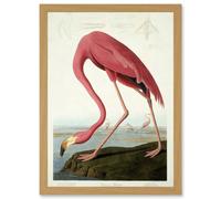 Painting Nature Audubon American Flamingo A4 Artwork Framed Wall Art Print Artery8 Light Oak One Size