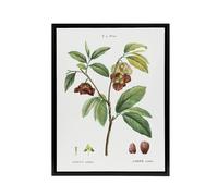 Artery8 Papaw Tree Botanical Redoute Vintage Black Framed Canvas Wall Art in White | Size: W24" x H32" Artery8 White W24" x H32"